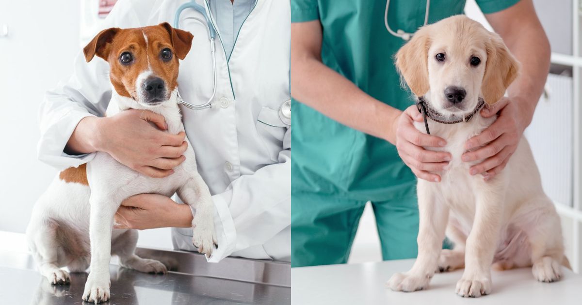 Σκύλος Σώζει Την Ζωή Του Κηδεμόνα Του Κατα Τη Διάρκεια Έκτακτης Ιατρικής Ανάγκης!