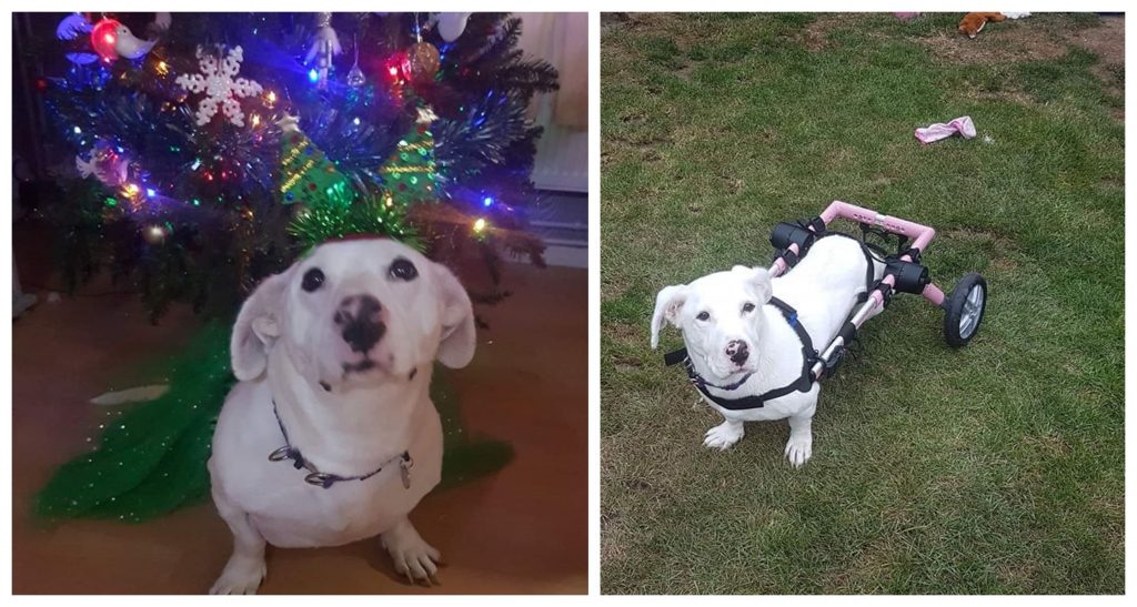 Τα πρώτα Χριστούγεννα της ανάπηρης σκυλίτσας Μπιάνκας, από την Κοζάνη, στο σπίτι της στην Αγγλία