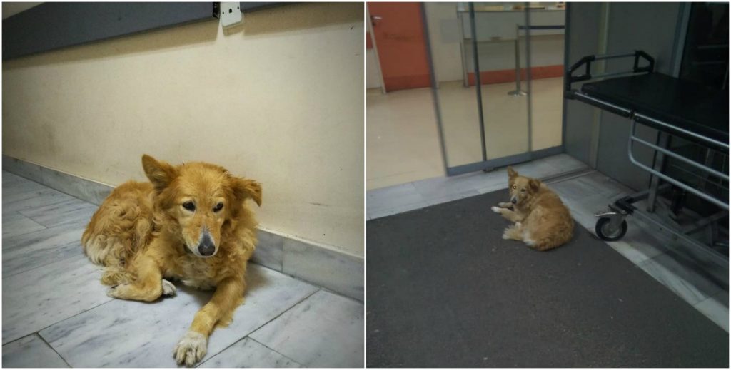 Σκυλίτσα περιμένει 5 χρόνια έξω από το νοσοκομείο Βόλου όπου πέθανε ο κηδεμόνας της