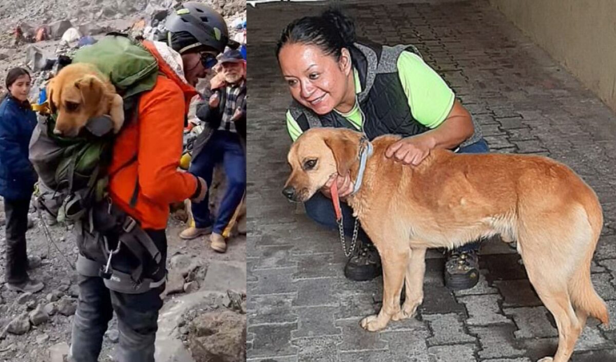 Aδέσποτοw σκύλο που έχει εγκλωβιστεί σε ανενεργό ηφαίστειο Διασώζεται απο Γενναίους Ορειβάτες