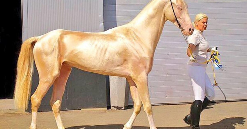 Σπάνιο άλογο μοιάζει σαν να είναι καλυμμένο με χρυσάφι και το αποκαλούν «ωραιότερο στον κόσμο»