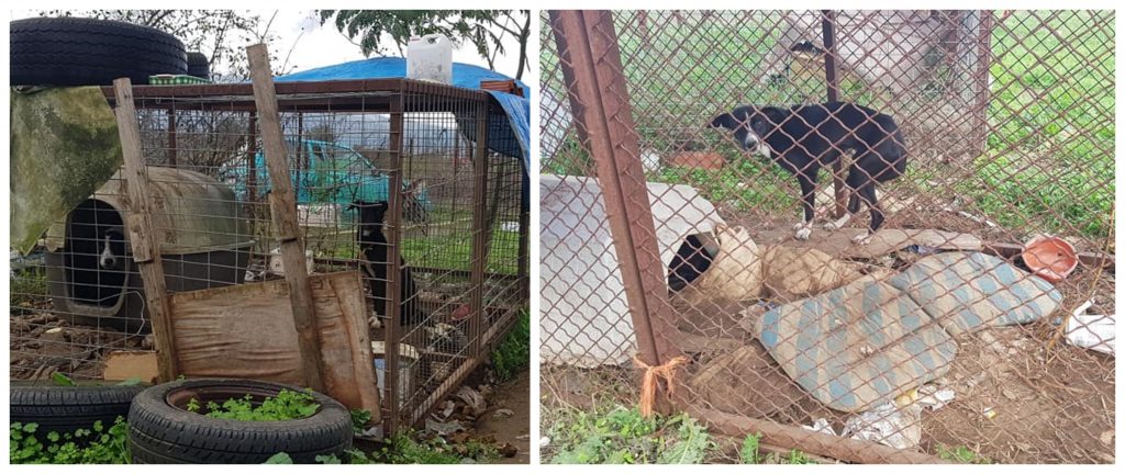 Βρήκαν κολαστήριο συλλέκτριας με πεινασμένα ζώα σε κλουβιά, άλλα δεμένα και άλλα πεθαμένα στη Ρεντίνα Θεσσαλονίκης