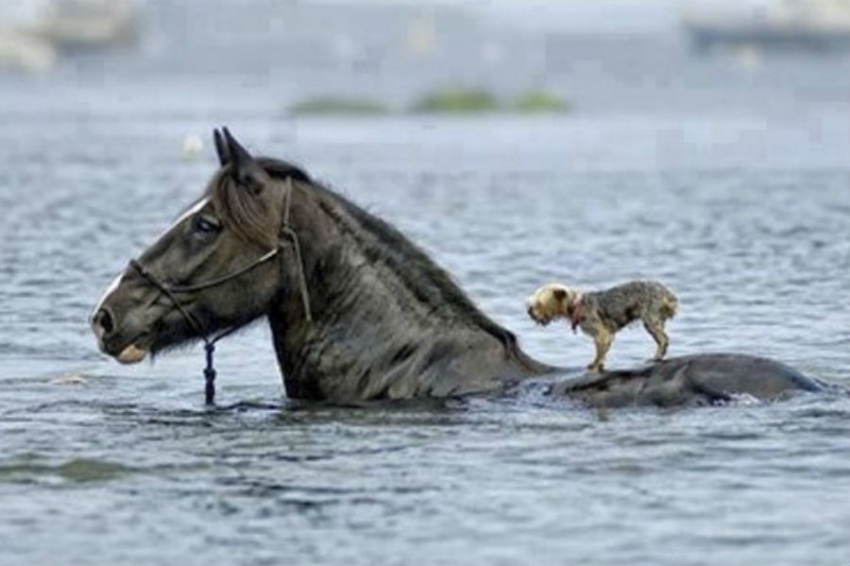 Το άλογο και ο σκύλος: Η φωτογραφία καλοσύνης του 2020