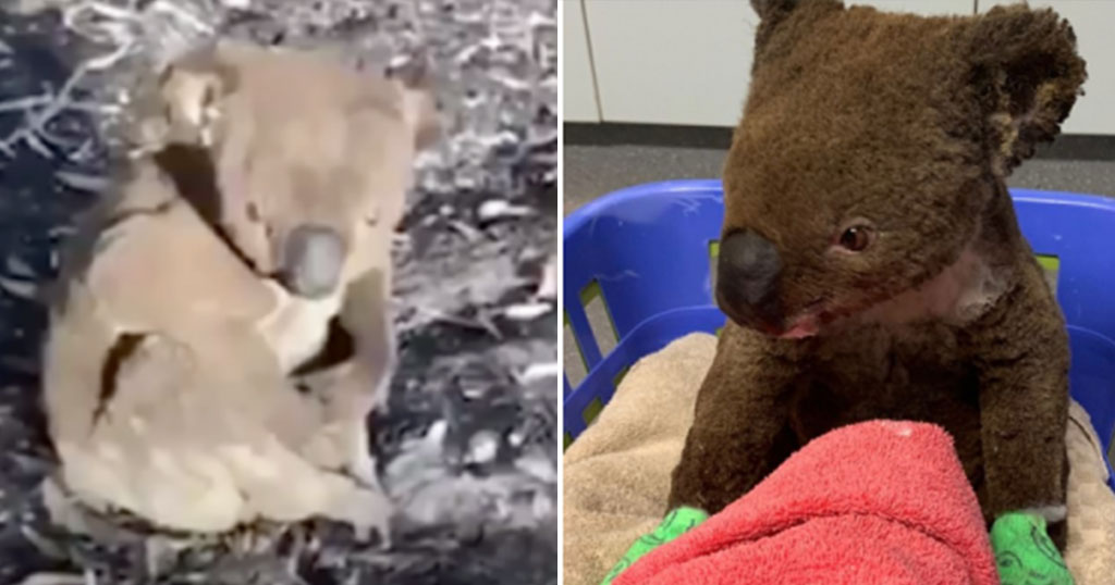 Η θαυματουργή ανάρρωση του Paul, του μικρού κοάλα που σώθηκε στην Αυστραλία