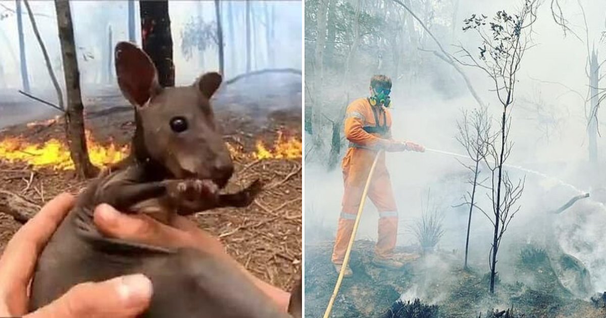 Αυστραλία: Η στιγμή που πυροσβέστης διασώζει μωρό καγκουρό